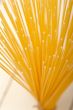 Italian pasta spaghetti