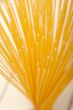 Italian pasta spaghetti
