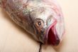 fresh whole raw fish