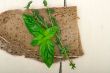 bread basil and thyme