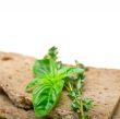 bread basil and thyme