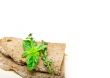 bread basil and thyme