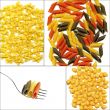 various type of Italian pasta collage