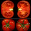 tomatoes collage