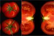 tomatoes collage