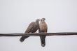 Two Dusky Turtle Doves in Love