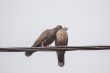 Two Dusky Turtle Doves in Love