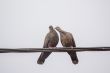 Two Dusky Turtle Doves in Love