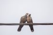 Two Dusky Turtle Doves in Love
