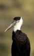 Wolly necked Stork