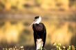 Wolly necked Stork