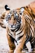 Tigress cub