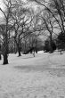 Snow in Central Park