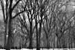 Leavless trees in Central Park