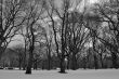 Black and white snowy central park