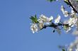 Cherry blossom closeup over natural background 