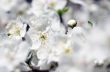 Cherry blossom closeup over natural background 