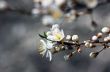 Cherry blossom closeup over natural background 