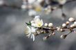 Cherry blossom closeup over natural background 