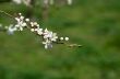 Cherry blossom closeup over natural background 