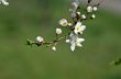 Cherry blossom closeup over natural background 