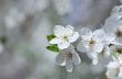 Cherry blossom closeup over natural background 