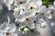 Cherry blossom closeup over natural background 