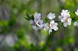 Spring blooming flowers branch