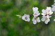 Spring blooming flowers branch