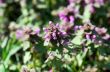 flower of prunella vulgaris