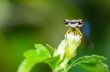 Eye of Damselfly 