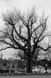 Leaf less tree in Central Park