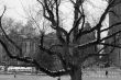 Leaf less tree by the entrance of Central Park