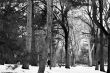 Snow and trees in Central Park