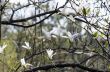 Beautiful Flowers of a Magnolia Tree