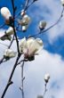 Beautiful Flowers of a Magnolia Tree