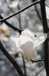 Beautiful Flowers of a Magnolia Tree