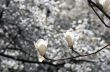 Beautiful Flowers of a Magnolia Tree