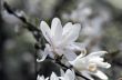 Beautiful Flowers of a Magnolia Tree