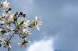 Beautiful Flowers of a Magnolia Tree