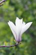 Beautiful Flowers of a Magnolia Tree