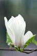 Beautiful Flowers of a Magnolia Tree