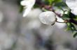 Cherry blossom closeup over natural background 