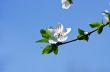 Cherry blossom closeup over natural background 