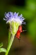 Conocephalus Melas tiny red Cricket