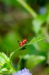 Conocephalus Melas tiny red Cricket