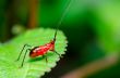 Conocephalus Melas tiny red Cricket