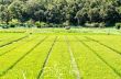 Green rice field