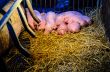 Newborn pigs sleeping on the straw.