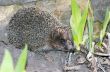 hedgehog close-up portrait